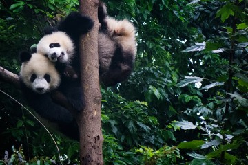 Chengdu Researh Base of Giant Panda Breeding, Leshan Giant Buddha, Chengdu, Visit Chengdu, China, tourism, travel, backpacking, traveling in China,