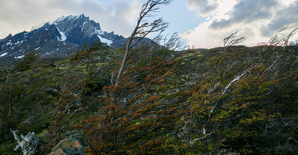 Wind-swept trees along the trail in Torres del Paine, Chile.