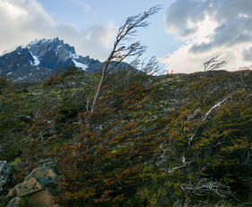 Wind-swept trees along the trail in Torres del Paine, Chile.