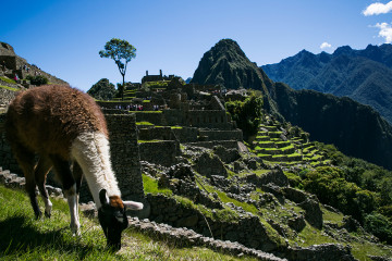 A llama grazes on a terrace among the ruins of Machu Picchu in Peru.
